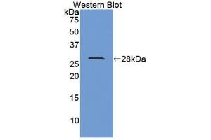 PPID Antikörper  (AA 7-206)