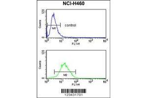 Image no. 3 for anti-Cyclin B1 Interacting Protein 1 (CCNB1IP1) (AA 199-228), (C-Term) antibody (ABIN653349)