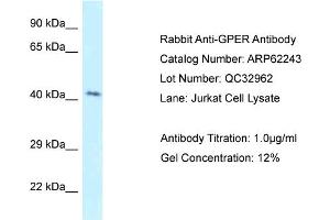 Image no. 1 for anti-G Protein-Coupled Estrogen Receptor 1 (GPER) (C-Term) antibody (ABIN2789078)