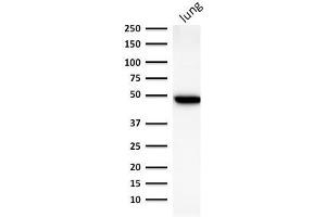 Image no. 1 for anti-Keratin 19 (KRT19) antibody (ABIN6939943)