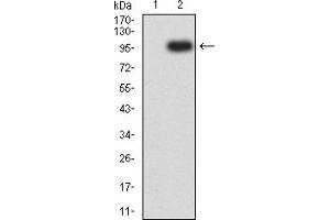 TEK antibody  (AA 571-748)