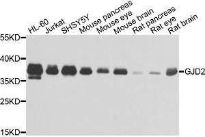 Image no. 1 for anti-Gap Junction Protein, delta 2, 36kDa (GJD2) antibody (ABIN6569382)