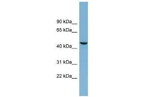 Image no. 1 for anti-Alkaline Phosphatase, Placental-Like 2 (ALPPL2) (Middle Region) antibody (ABIN633955)