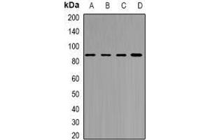 Image no. 2 for anti-YTH Domain Containing 1 (YTHDC1) (full length) antibody (ABIN6005592)