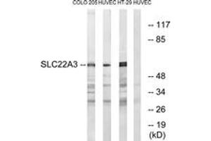 Image no. 1 for anti-Organic Cation Transporter 3 (OCT3) (AA 275-324) antibody (ABIN1535134)