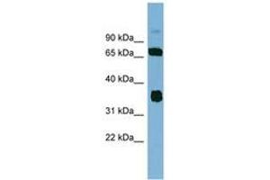 Image no. 1 for anti-O-Sialoglycoprotein Endopeptidase (OSGEP) (AA 35-84) antibody (ABIN6742053)