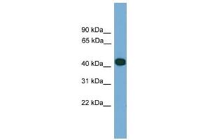 Image no. 1 for anti-serpin Peptidase Inhibitor, Clade I (Pancpin), Member 2 (SERPINI2) (Middle Region) antibody (ABIN928881)