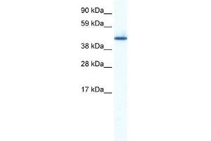 Image no. 1 for anti-Zinc Finger Protein 557 (ZNF557) (Middle Region) antibody (ABIN927551)