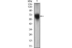 Image no. 2 for anti-Fucosyltransferase 4 (Alpha (1,3) Fucosyltransferase, Myeloid-Specific) (FUT4) (AA 199-302) antibody (ABIN1724873)