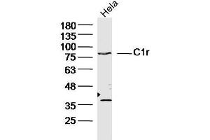 Image no. 1 for anti-Complement Component 1, R Subcomponent (C1R) (AA 231-430) antibody (ABIN2171095)