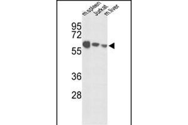 IGFALS antibody  (AA 308-335)