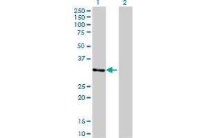 Western Blot analysis of ZNF397 expression in transfected 293T cell line by ZNF397 monoclonal antibody (M02), clone 1F8.