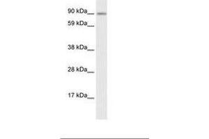 Image no. 1 for anti-Zinc Finger Protein 537 (ZNF537) (AA 466-515) antibody (ABIN6735913)