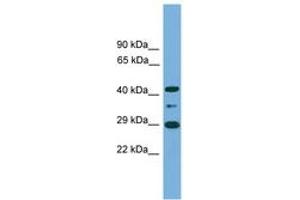 Image no. 1 for anti-Enolase-Phosphatase 1 (ENOPH1) (C-Term) antibody (ABIN6745157)