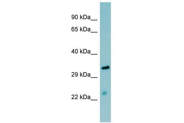MASP2 antibody  (N-Term)