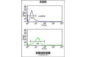 Image no. 3 for anti-Neutrophil Cytosolic Factor 4, 40kDa (NCF4) (AA 260-289), (C-Term) antibody (ABIN391905)