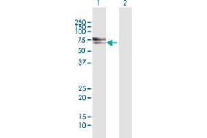 Image no. 2 for anti-Sorting Nexin 33 (SNX33) (AA 1-574) antibody (ABIN949923)