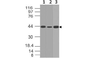 Image no. 1 for anti-Interleukin 17 Receptor E (IL17RE) (AA 50-268) antibody (ABIN5027272)