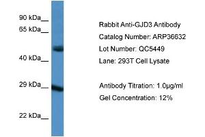 anti-Gap Junction Protein, delta 3, 31.9kDa (GJD3) (C-Term) antibody