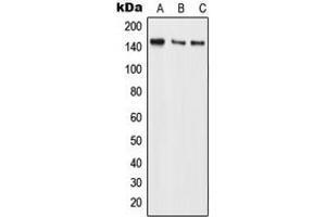Image no. 1 for anti-BMS1 Homolog, Ribosome Assembly Protein (BMS1) (Center) antibody (ABIN2705607)