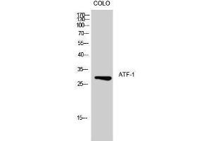 Image no. 1 for anti-Activating Transcription Factor 1 (AFT1) (Ser157) antibody (ABIN3183409)