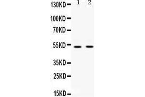 Image no. 1 for anti-Ubiquitin-Like Modifier Activating Enzyme 3 (UBA3) (AA 409-448), (C-Term) antibody (ABIN3043952)