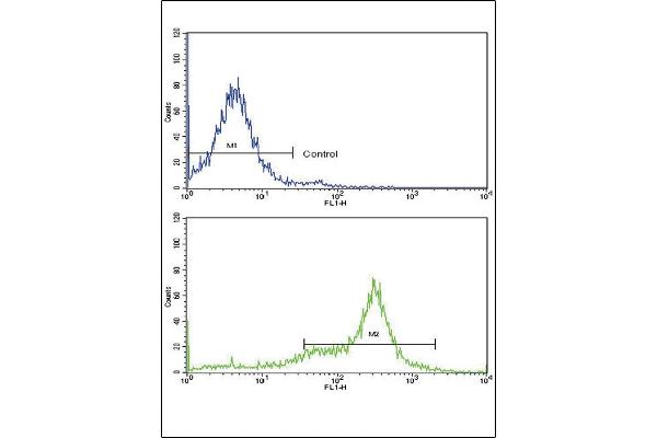 Caveolin 3 antibody  (N-Term)