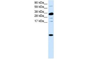 Image no. 1 for anti-Chemokine (C-X-C Motif) Ligand 1 (Melanoma Growth Stimulating Activity, Alpha) (CXCL1) (Middle Region) antibody (ABIN926926)