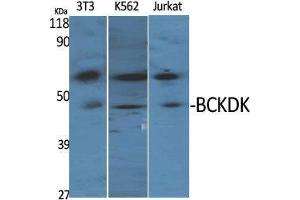 Image no. 2 for anti-Branched Chain Ketoacid Dehydrogenase Kinase (BCKDK) (N-Term) antibody (ABIN3183495)