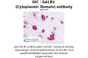 Image no. 1 for anti-Galanin Receptor 3 (GALR3) (1st Cytoplasmic Domain) antibody (ABIN1734573)