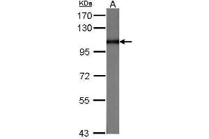 Image no. 3 for anti-Major Vault Protein (MVP) (C-Term) antibody (ABIN2854785)