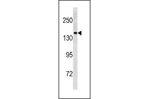 Image no. 1 for anti-Protocadherin 11 Y-Linked (PCDH11Y) (AA 1066-1095), (C-Term) antibody (ABIN1881637)