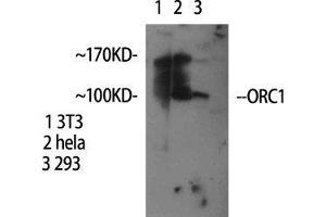 Image no. 2 for anti-Origin Recognition Complex, Subunit 1 (ORC1L) (Internal Region) antibody (ABIN3186220)