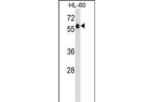GPR97 Antibody (N-term) (ABIN1538933 and ABIN2848771) western blot analysis in HL-60 cell line lysates (35 μg/lane).