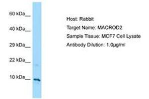 Image no. 1 for anti-MACRO Domain Containing 2 (MACROD2) (N-Term) antibody (ABIN6750113)