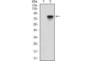 Image no. 5 for anti-5'-Nucleotidase, Ecto (CD73) (NT5E) (AA 30-250) antibody (ABIN2683003)