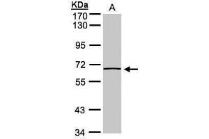 Image no. 3 for anti-Caspase 8 (CASP8) (Center) antibody (ABIN2854891)