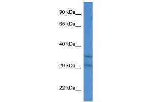 Image no. 1 for anti-Solute Carrier Family 25 (Mitochondrial Carrier, Adenine Nucleotide Translocator), Member 31 (SLC25A31) (Middle Region) antibody (ABIN2785588)
