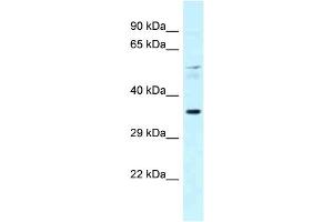 Image no. 4 for anti-Peroxisome Proliferator-Activated Receptor alpha (PPARA) (C-Term) antibody (ABIN2778248)