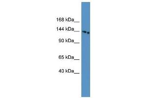 Image no. 1 for anti-Electrogenic Sodium Bicarbonate Cotransporter 4 (NBC4) (N-Term) antibody (ABIN928046)
