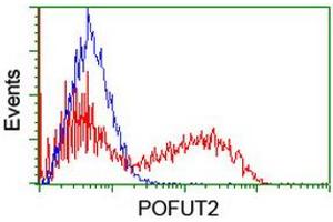 Image no. 1 for anti-Protein O-Fucosyltransferase 2 (POFUT2) antibody (ABIN1500326)