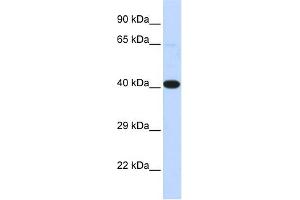 Image no. 2 for anti-Heat Shock Transcription Factor 2 Binding Protein (HSF2BP) (N-Term) antibody (ABIN2776048)
