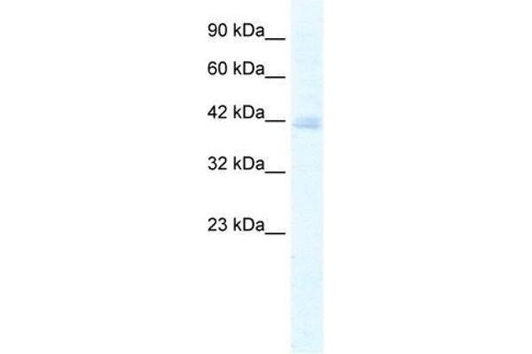 KCTD18 Antikörper  (N-Term)