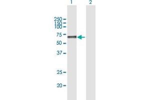 Western Blot analysis of NETO1 expression in transfected 293T cell line by NETO1 MaxPab polyclonal antibody.