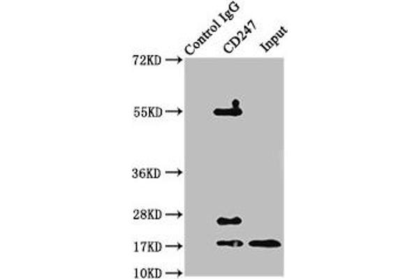 CD247 anticorps  (AA 88-153)