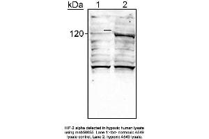 Image no. 1 for anti-Endothelial PAS Domain Protein 1 (EPAS1) (AA 535-631) antibody (ABIN363209)