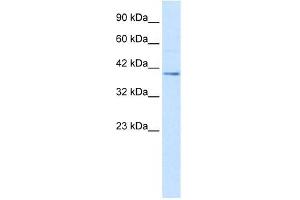Image no. 1 for anti-Nucleobindin 2 (NUCB2) (C-Term) antibody (ABIN630149)
