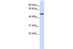 CYB561 antibody  (Middle Region)