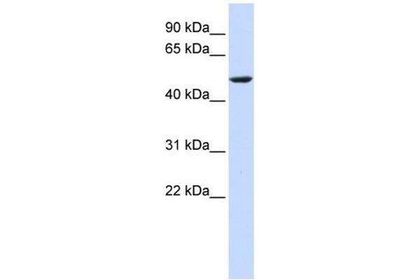 CYB561 antibody  (Middle Region)