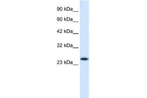 Image no. 1 for anti-Charged Multivesicular Body Protein 3 (CHMP3) (N-Term) antibody (ABIN2775802)
